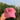 Strawberry cap (made to order) — handmade accessory by Hoopables
