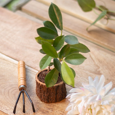 Tree Trunk Planter
