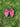 Fuchsia Bloom hairbow