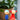 Two colorful wooden dolls, one blue and one red, with a plant in the background.