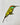 Bee Eater Fridge Magnet - Kala Curry