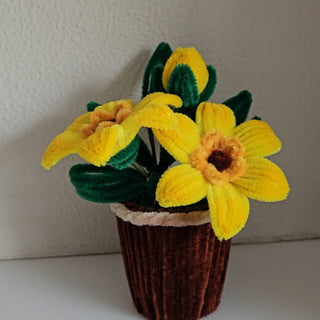 Daffodil flower pot - Kala Curry