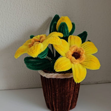 Daffodil flower pot - Kala Curry