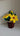 Daffodil flower pot - Kala Curry