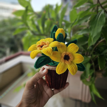 Daffodil flower pot - Kala Curry