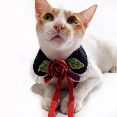 MY PRECIOUS BABY CAT COLLAR 🥺❤️