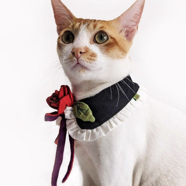 MY PRECIOUS BABY CAT COLLAR 🥺❤️