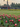 February Tulip Garden - Kala Curry