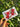 Hibiscus Embroidered Postcard - Kala Curry
