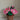 Lotus flower pot - Kala Curry