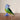 Neel Songbird - Glass Desk Buddy - Kala Curry