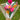 Pink bouquet - Kala Curry