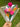 Pink bouquet - Kala Curry