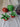 Plucky Plant - Kala Curry