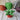 Plucky Plant - Kala Curry