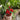 Rose flower pot - Kala Curry