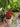 Rose flower pot - Kala Curry