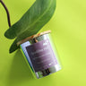 Sparkling Rose Soy Wax Candle - Kala Curry