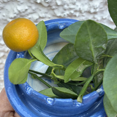 Tideform Vase - Kala Curry